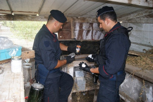 Cocaina in gabbia conigli, arrestato 42enne di Isola