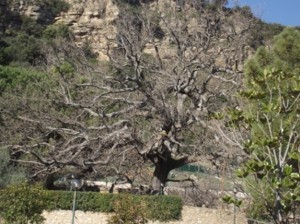 Quercia secolare monumentale Roverella