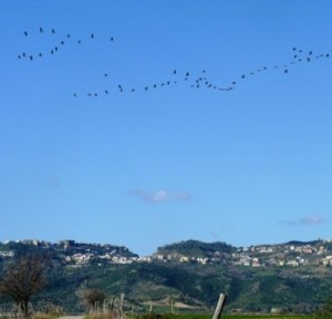 Gru nel cielo di Cirò