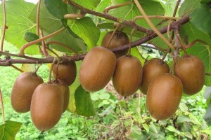 Frutto kiwi albero