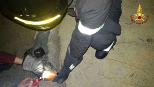 Gattino incastrato con la testa in una lattina, salvato dai Vigili del Fuoco3