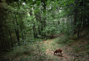 Pubblicato il Bando 2017 per le Guide Ufficiali del Parco Nazionale della Sila