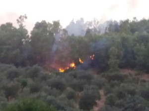 Un’altra giornata di fuoco a Cirò- sono andati in fiamme ettari di bosco di Eucalipti in zona Romanò1