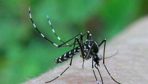 Allerta zanzare in Emilia Romagna- due novi casi di Febbre del Nilo