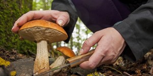 L’Austria lancia l’allerta contro i raccoglitori di funghi italiani