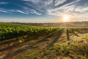 Cirò- un’eccellenza vinicola italiana