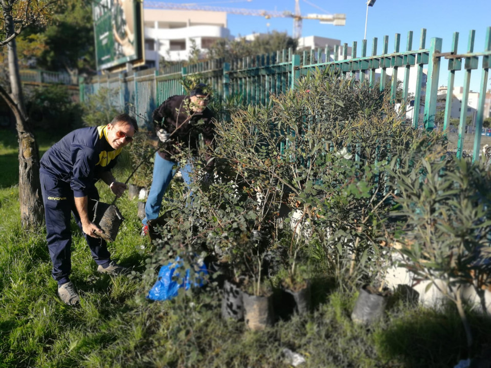 Domenica 9 Dicembre Alcuni Cittadini Volontari Hanno Messo A Dimora