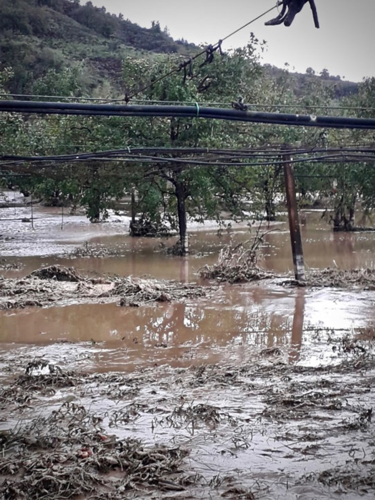 Gli Agronomi E I Dott Forestali Della Calabria Proteggitalia Piano