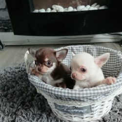 gorgeous-tiny-chihuahua-puppies-for-sale-5a0c5eca911c1